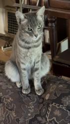 Lost Female Cat last seen 26th and H St., Sacramento, CA 95816