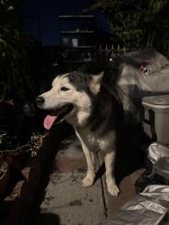 Found/Stray Male Dog last seen Corner of alameda and Iowa, South Gate, CA 90280