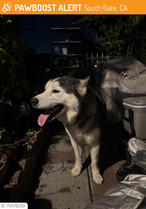 Found/Stray Male Dog last seen Corner of alameda and Iowa, South Gate, CA 90280