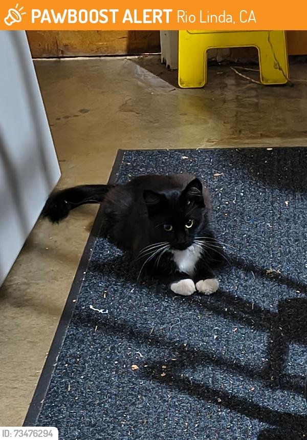 Found/Stray Female Cat last seen Q st and dry creek rd, Rio Linda, CA 95673