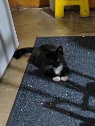 Found/Stray Female Cat last seen Q st and dry creek rd, Rio Linda, CA 95673
