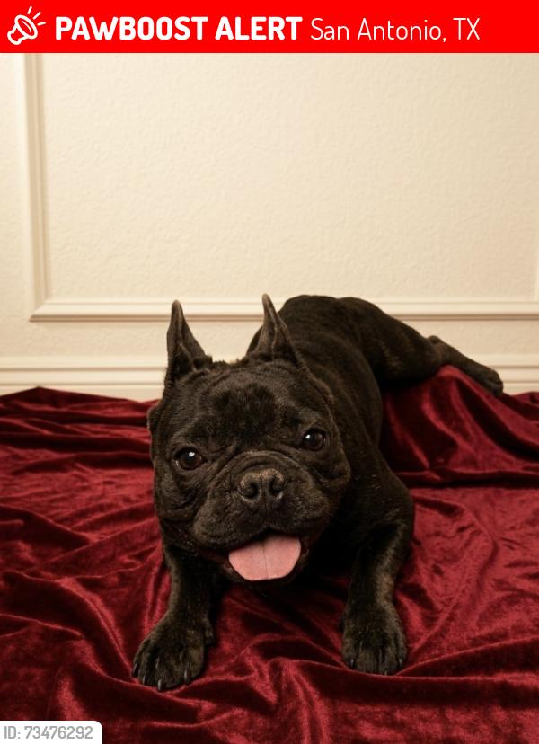 Lost Male Dog last seen Near Koehler ct, San Antonio, TX 78223