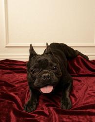 Lost Male Dog last seen Near Koehler ct, San Antonio, TX 78223
