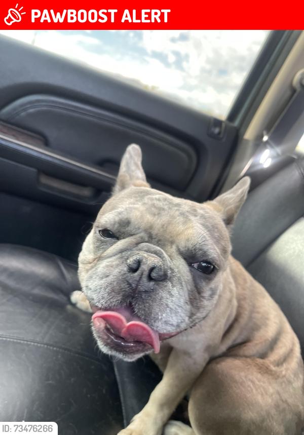 Lost Female Dog last seen Palm drive / el Camino companero, Desert Hot Springs, CA 92240
