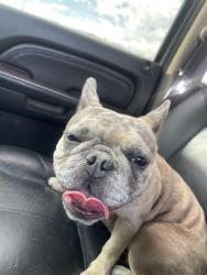 Lost Female Dog last seen Palm drive / el Camino companero, Desert Hot Springs, CA 92240