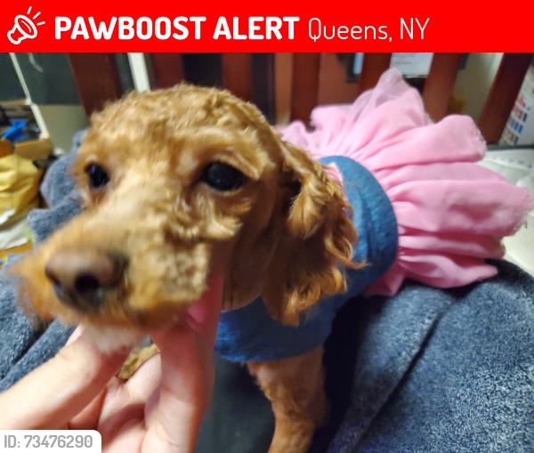Lost Female Dog last seen 104th sy, Queens, NY 11368