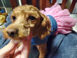 Lost Female Dog last seen 104th sy, Queens, NY 11368