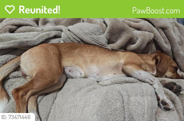 Reunited Female Dog last seen Grass valley Anthony chabot regional park oakland, Castro Valley, CA 94552