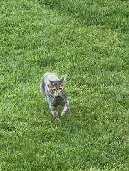 Found/Stray Unknown Cat last seen On Front Range Community College Campus, near the Sunlight peak building at 8am, Fort Collins, CO 80526