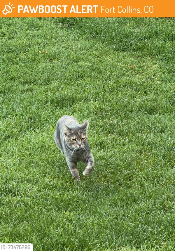 Found/Stray Unknown Cat last seen On Front Range Community College Campus, near the Sunlight peak building at 8am, Fort Collins, CO 80526