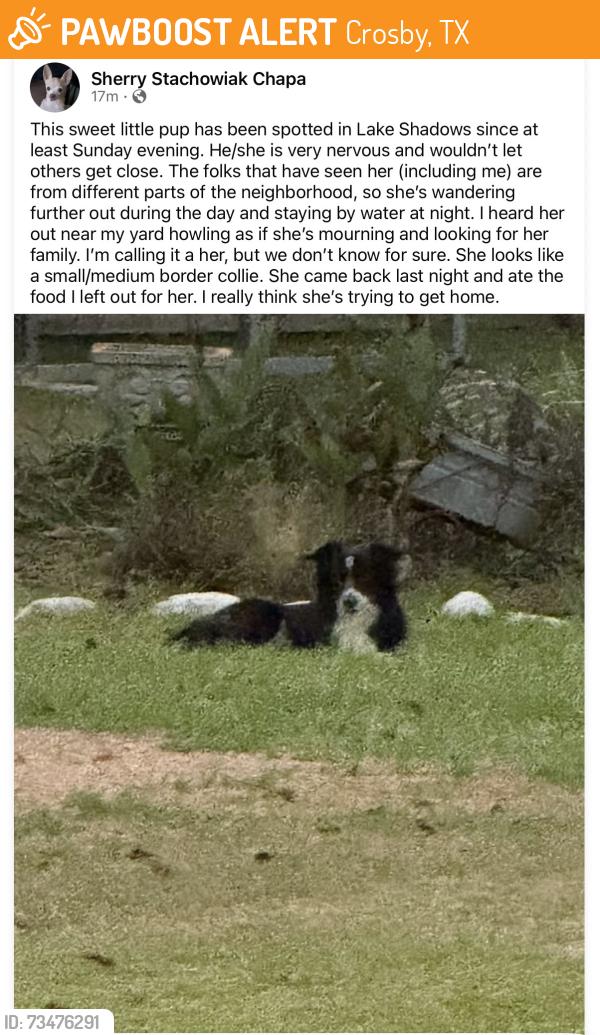 Found/Stray Unknown Dog last seen Shore shadows dr, Crosby, TX 77532