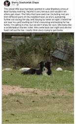 Found/Stray Unknown Dog last seen Shore shadows dr, Crosby, TX 77532