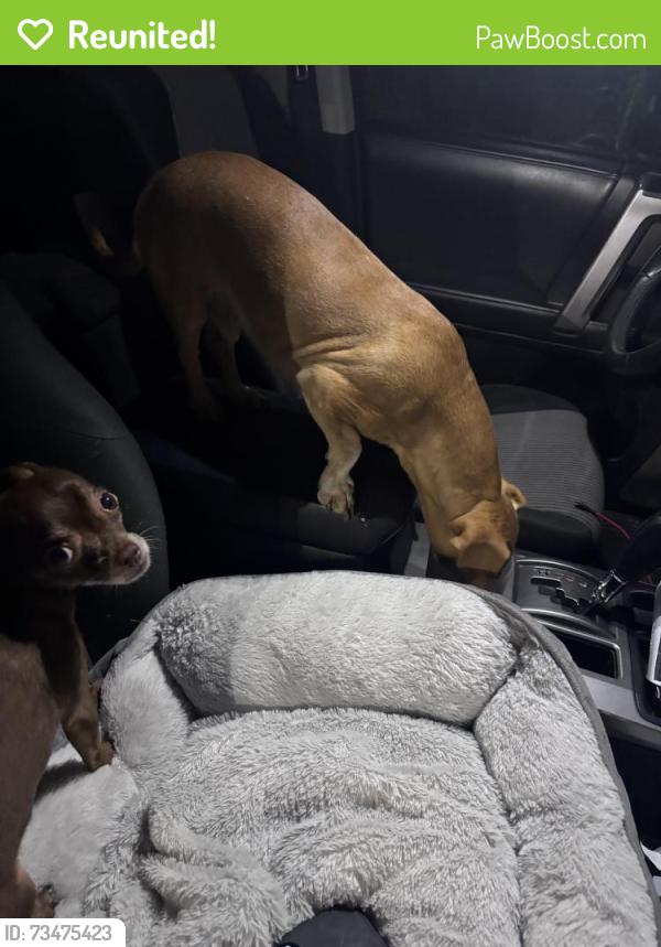 Reunited Male Dog last seen Forest and Marsh Lane by Tom Thumb, Dallas, TX 75229