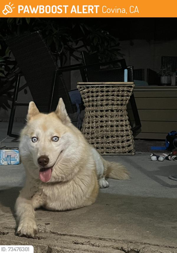 Found/Stray Female Dog last seen Citrus ave & Shasta ave, covina, ca, Covina, CA 91722