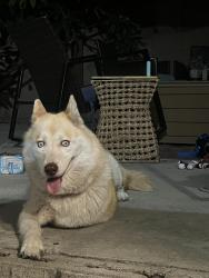 Found/Stray Female Dog last seen Citrus ave & Shasta ave, covina, ca, Covina, CA 91722