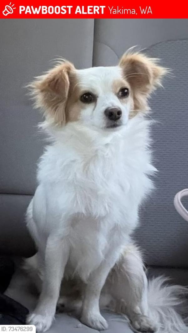 Lost Male Dog last seen Restaurant El Ranchero, Yakima, WA 98903