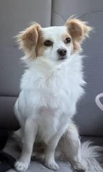 Lost Male Dog last seen Restaurant El Ranchero, Yakima, WA 98903