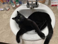 Lost Male Cat last seen Cavalero Ridge, Lake Stevens, WA 98258