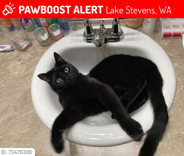 Lost Male Cat last seen Cavalero Ridge, Lake Stevens, WA 98258