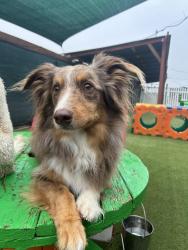 Reunited Male Dog last seen Del taco, Westminster, CA 92683
