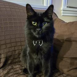 Reunited Male Cat last seen Rosser Ave, Burnaby, Burnaby, BC 