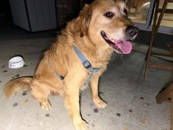 Reunited Male Dog last seen Near Union Ave, San Jose, CA 95124, San Jose, CA 95124