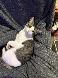 Lost Male Cat last seen Chilliwack roots community garden, Chilliwack, BC V2P 8A8