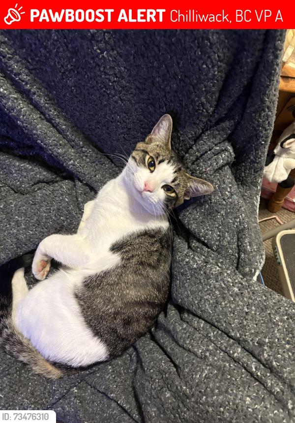 Lost Male Cat last seen Chilliwack roots community garden, Chilliwack, BC V2P 8A8