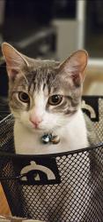 Reunited Male Cat last seen Raleigh & Hamilton, Costa Mesa, CA 92627