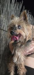 Reunited Female Dog last seen Found on the corner of S 40th and Newton Ave., San Diego, CA 92113