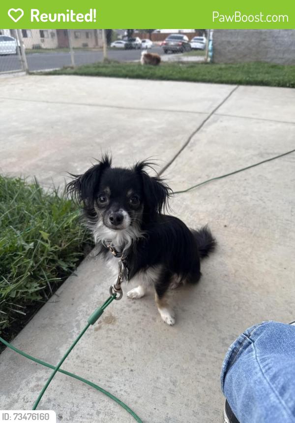 Reunited Male Dog last seen 3rd St by Colton High School, Colton, CA 92324