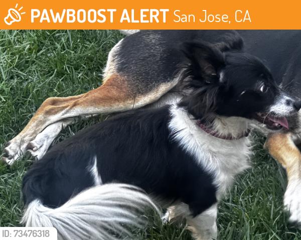 Found/Stray Male Dog last seen Near, San Jose, CA 95136