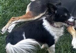 Found/Stray Male Dog last seen Near, San Jose, CA 95136