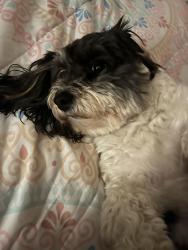 Reunited Male Dog last seen La ca, Lancaster Denmore, Lancaster, CA 93535