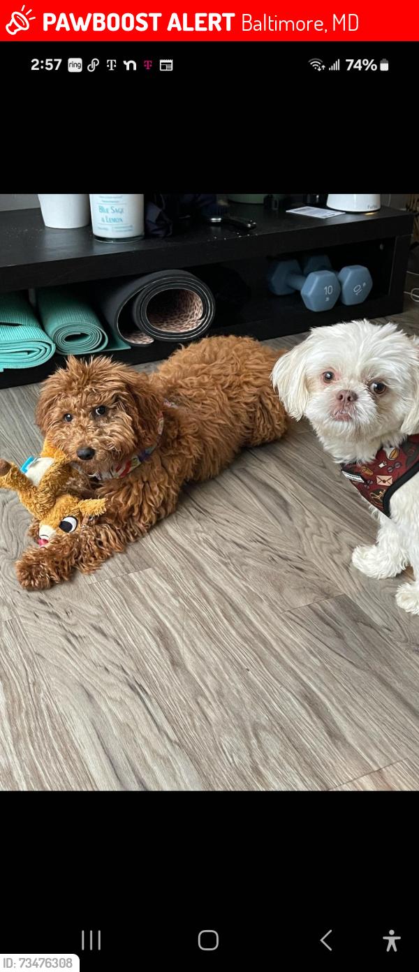 Lost Male Dog last seen Near e Northern Pkwy, Baltimore, MD 21234