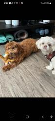 Lost Male Dog last seen Near e Northern Pkwy, Baltimore, MD 21234