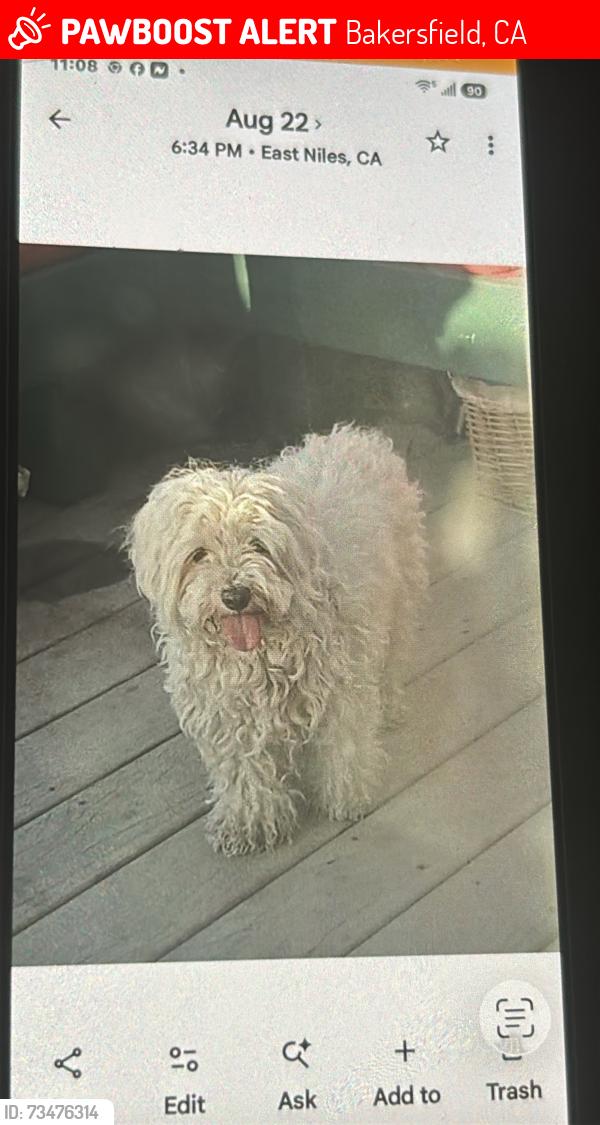 Lost Female Dog last seen Eucalyptus drive, Bakersfield, CA 93306