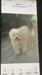 Lost Female Dog last seen Eucalyptus drive, Bakersfield, CA 93306