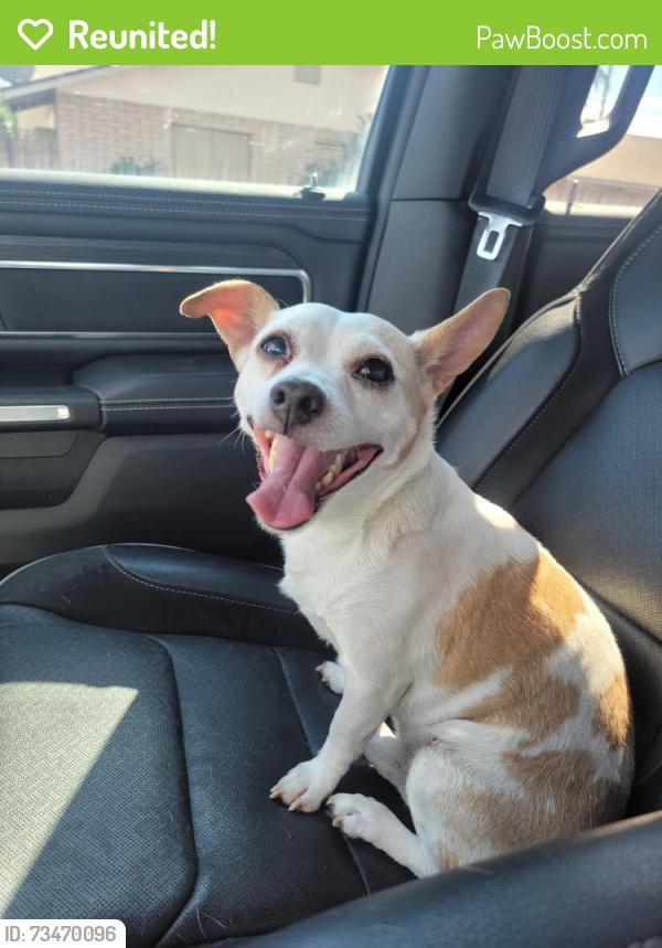 Reunited Male Dog last seen E Princess dr &Recker Rd, Mesa, AZ 85205