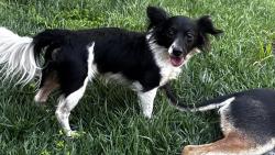 Found/Stray Male Dog last seen Near, San Jose, CA 95136