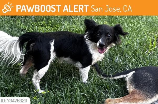 Found/Stray Male Dog last seen Near, San Jose, CA 95136