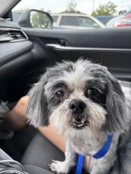 Reunited Male Dog last seen Morris and Candelaria, Albuquerque, NM 87111