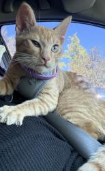 Found/Stray Male Cat last seen Cottle, San Jose, CA 95123
