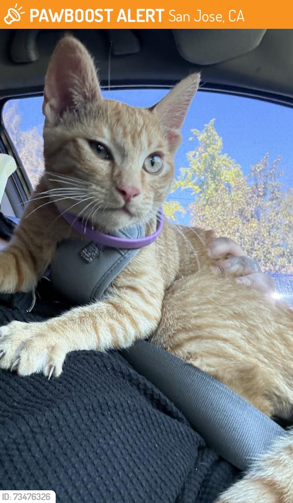 Found/Stray Male Cat last seen Cottle, San Jose, CA 95123