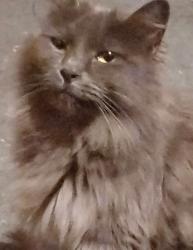 Reunited Female Cat last seen Quimby/Capital Expressway, San Jose, CA 95148