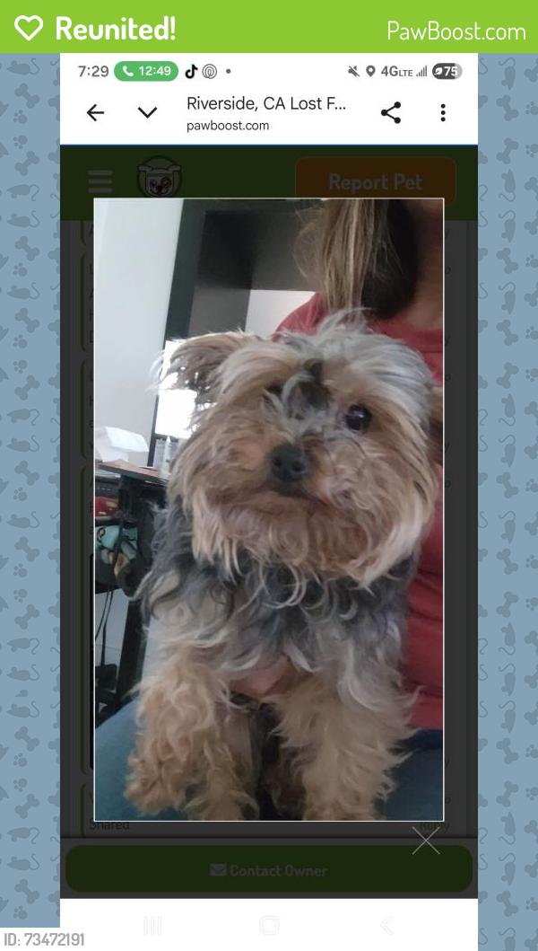 Reunited Female Dog last seen Main street, Riverside, CA 92501