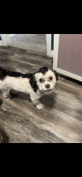Lost Female Dog last seen Near Pleasant Ave Los Angeles, CA 90033 United States, Los Angeles, CA 90033