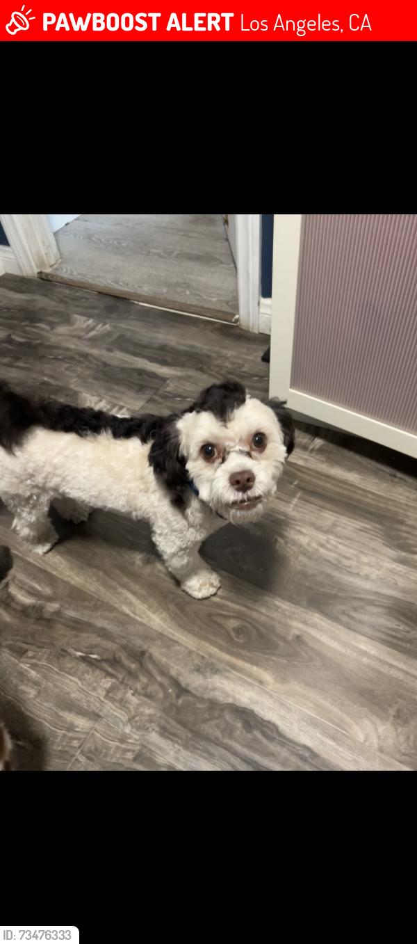 Lost Female Dog last seen Near Pleasant Ave Los Angeles, CA 90033 United States, Los Angeles, CA 90033