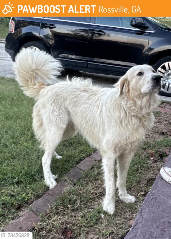 Found/Stray Male Dog last seen Schmitt & Perrin, Rossville, GA 30741