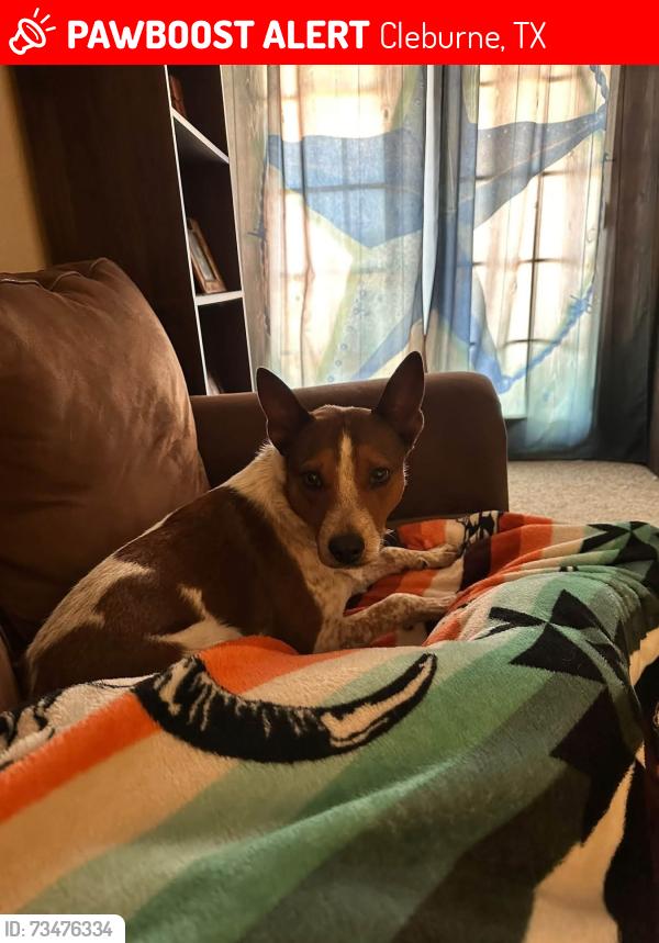 Lost Male Dog last seen Nolan River and Yellow jacket, Cleburne, TX 76033